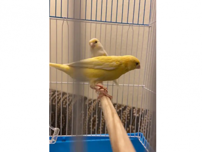  جوز كناري