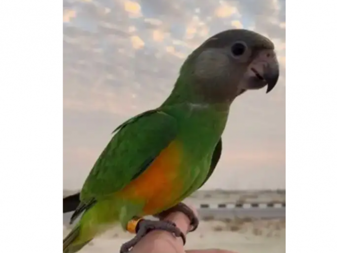  ببغاء سنقالي مفقود بالاحساء