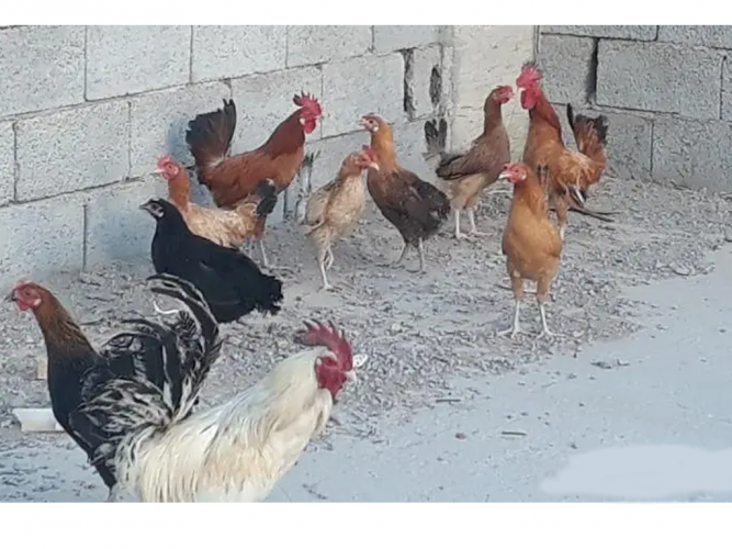  للبيع دجاج بلدي بياض