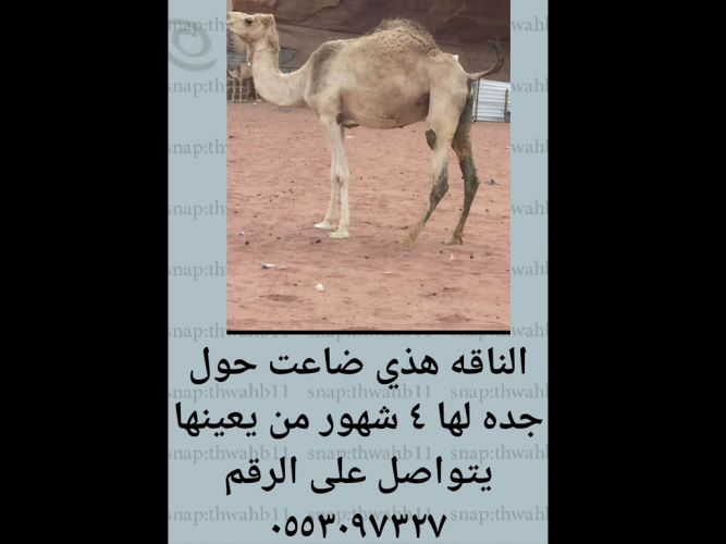  الناقة هذي ضاعت حول جده