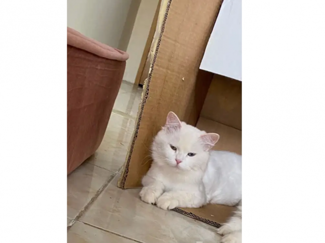  قطة مفقودة