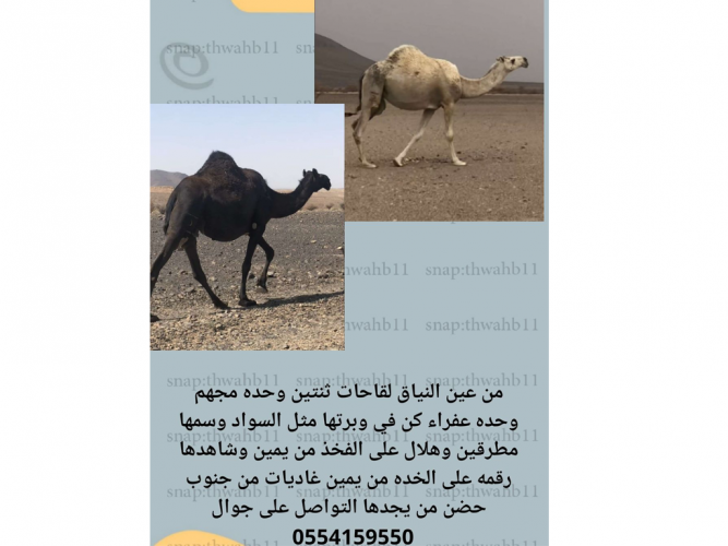  من عين النياق لقحات ثنتين