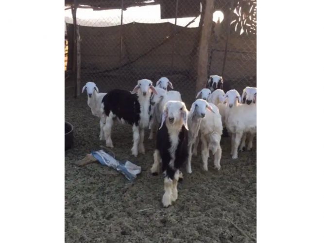  رخال وطليان ثنين