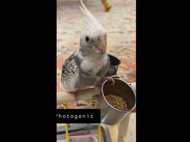  طير كروان مفقود في جده