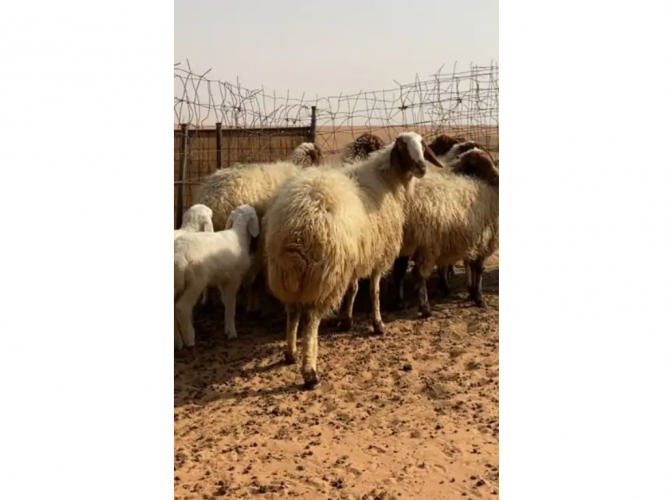  غنم نعيم