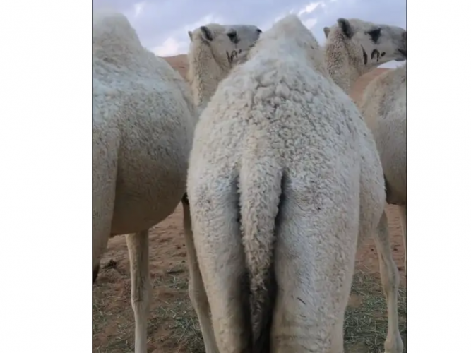  البيع بكار وضح