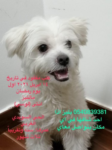  كلب مفقود