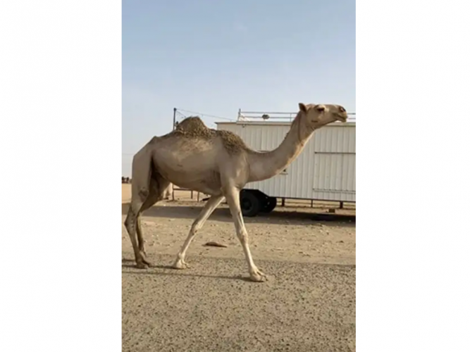  بكره شقحا كفو