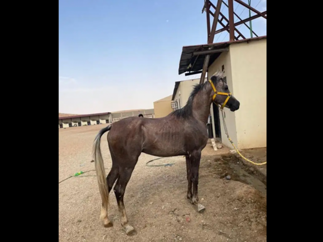  مهر واهو كفو