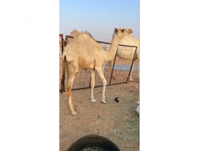  بكره قصب فل شحم