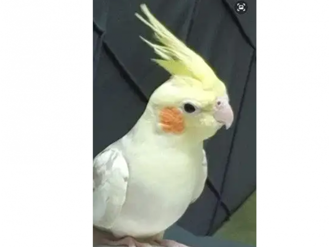  مفقود طير كروان في المروج