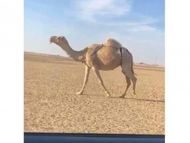  لقحه بياضيه كفوو
