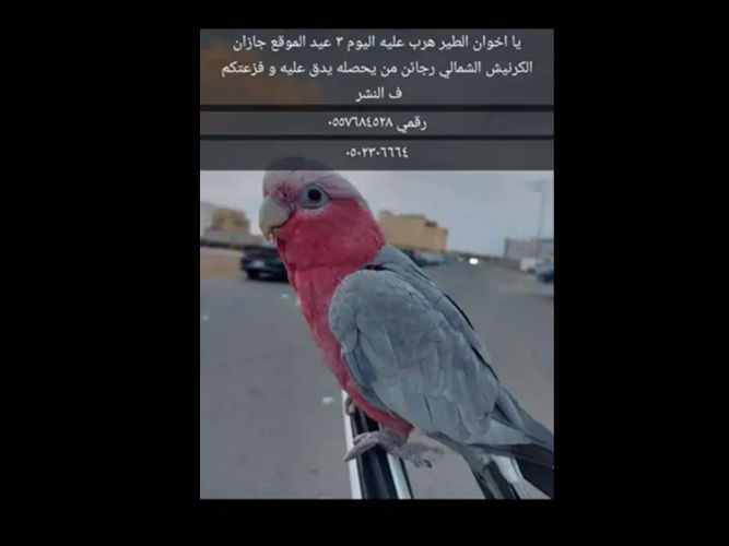  طير مفقود