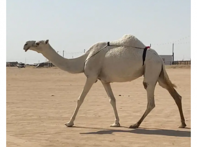  للبيع وضحا خلفه ام ثالث تحتها قعود