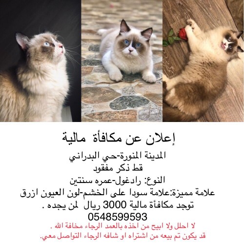  قط مفقود بالمدينة المنورة