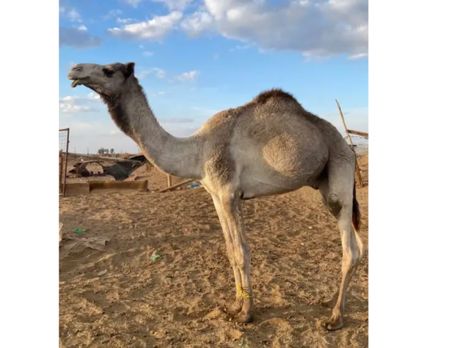  قعود