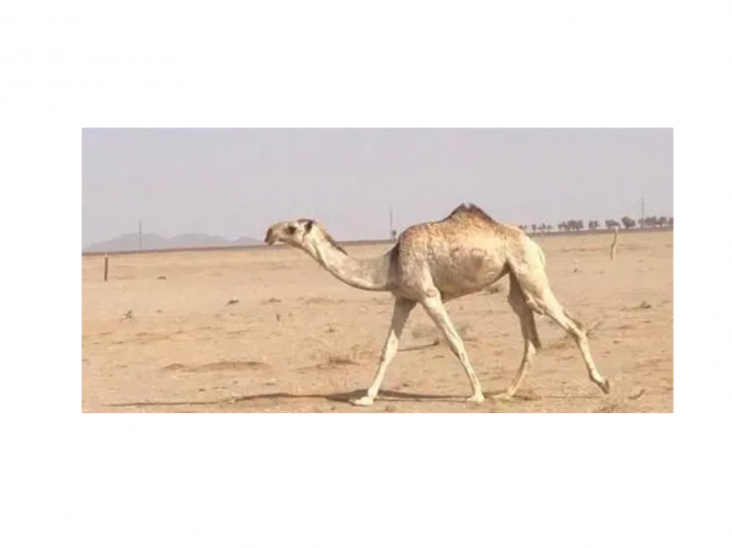  بكره كحيلانيه كفووو