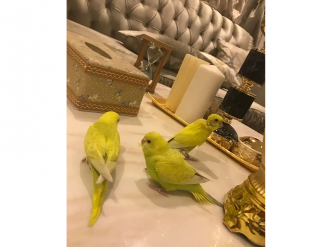  بادجي طيور الحب