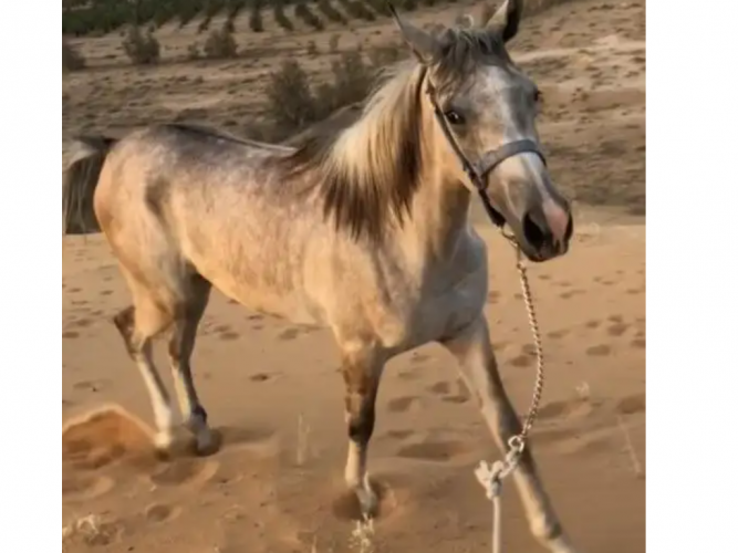  مهره مفقوده عنيزة