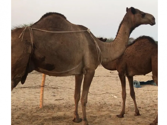  ساحليه للبيع تحتها قعود