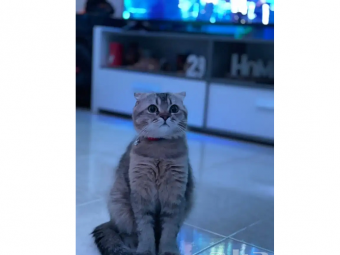  قط مفقود