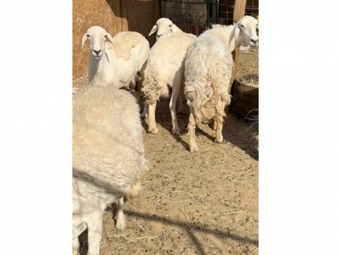  مسروق غنم حريات