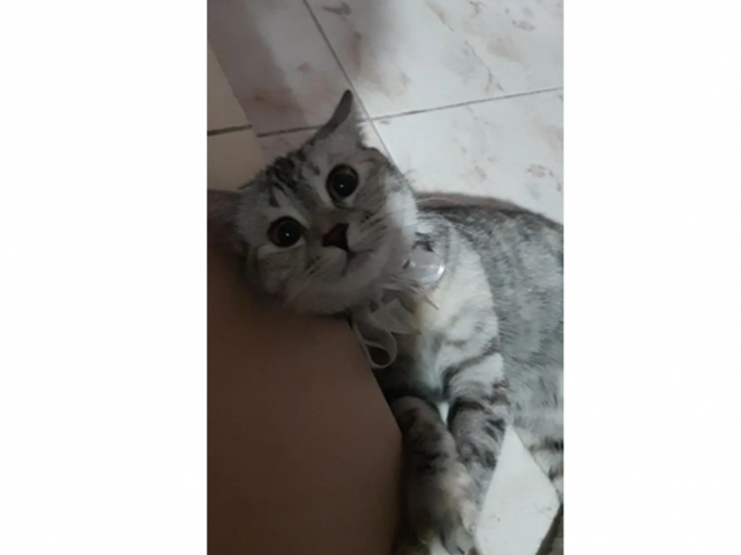  قطه أمريكي