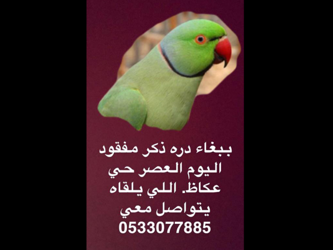  » ببغاء دره ذكر مطوق مفقود