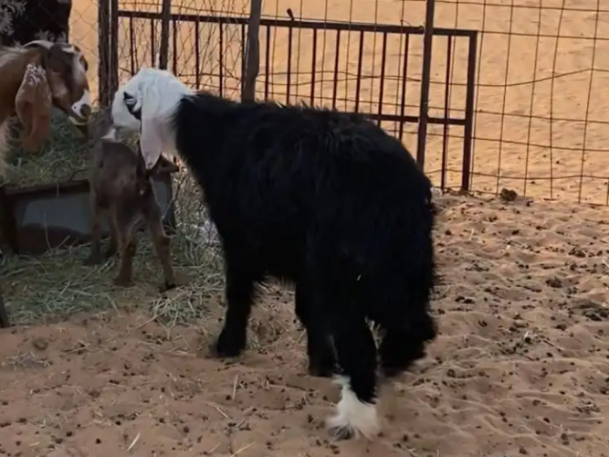  خروف نجدي كفو