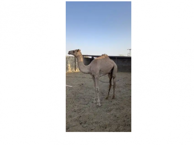 حاشي البيع