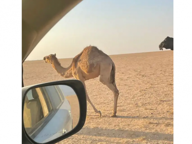  قعود للبيع