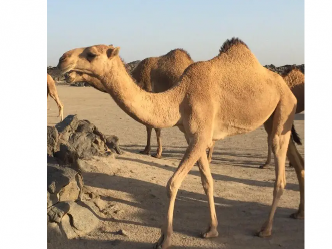  بعيير حمر للبيع