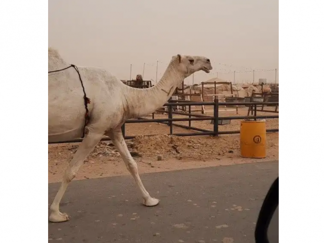  للبيع وضحا لقحه