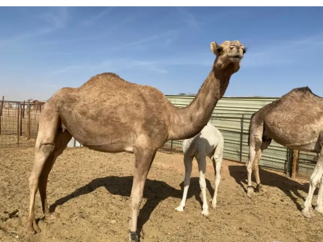  ناقه لقحه حمرا