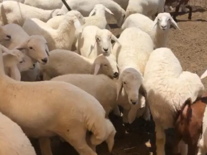  بهم للبيع جملة وتفريد