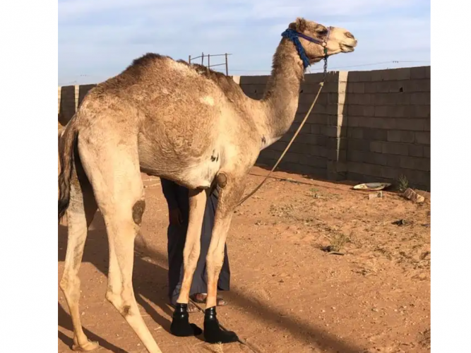  قعود طابع شداد