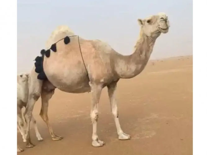  خلفه وضحى