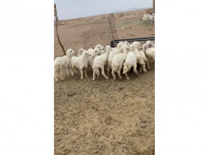  ضان بعيالها33