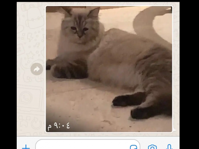  قطه مفقوده شيرازيه لونها بني مخطط
