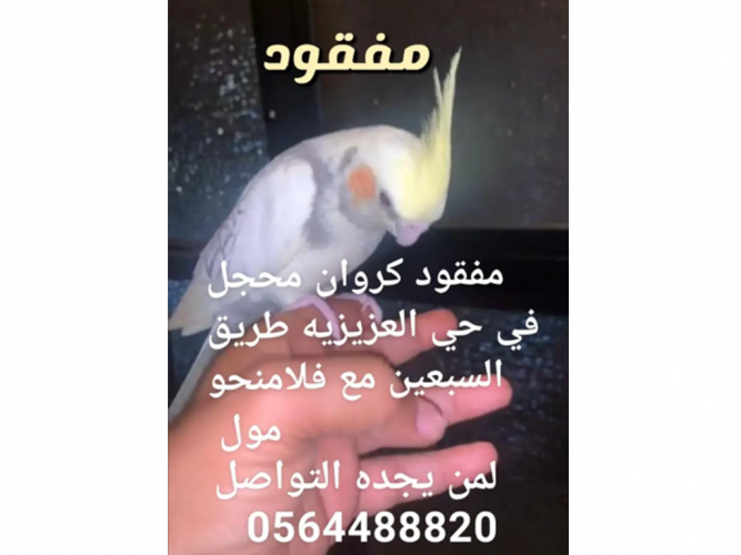  كروان مفقود