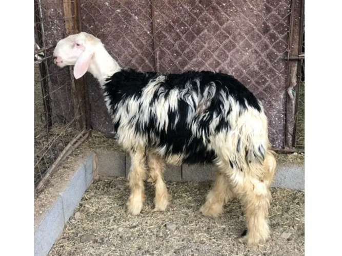  طلي نجدي سمين طيب