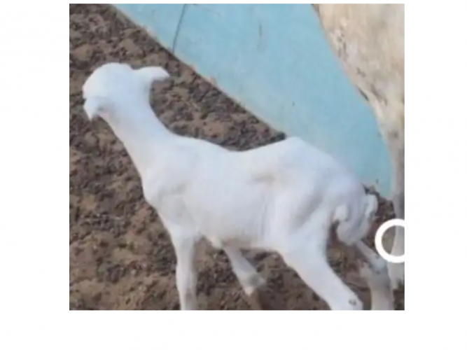  نعجه مفقودة