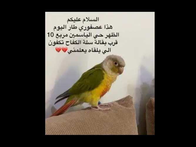  ببغاء كنيور مفقود الياسمين