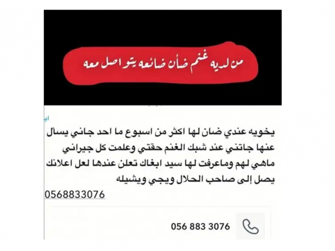 ضأن ضايعه ماعرفت صاحبها