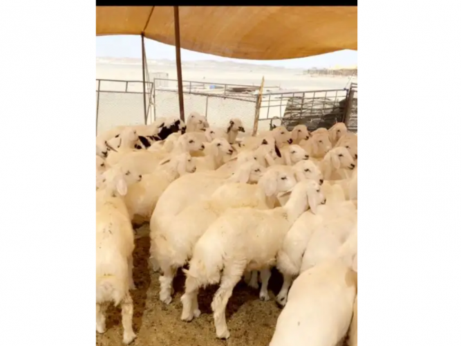  طليان هرافى