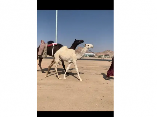  قعود باتلي