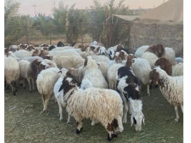  نعيمي العدد 60