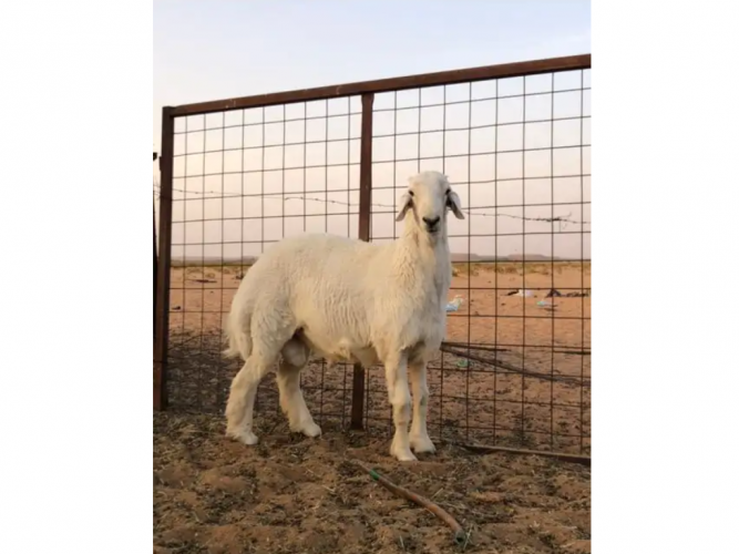  2 طليان فل شحم
