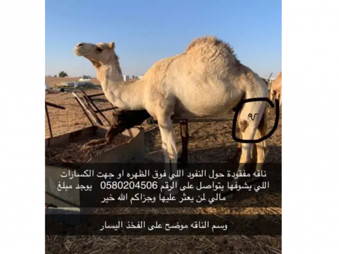 ناقة مفقوده