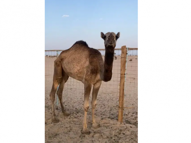  بكره حقه